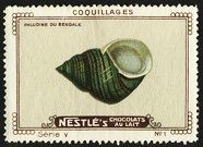 Nestle Serie V No 01 Coquillages